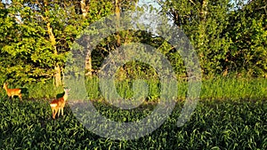 Roe deer, capreolus capreolus, doe feeding and looking around on misty meadow