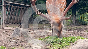 Roe deer, capreolus capreolus, doe feeding and looking around on misty meadow early in the morning. Unaware female wild