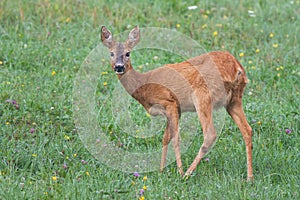 Roe Deer, Capreolus capreolus, Doe in green meadow.
