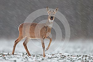 Roe deer, capreolus capreolus, doe in wintertime during a snowfall.