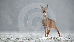 Roe deer, capreolus capreolus, doe in wintertime during a snowfall.