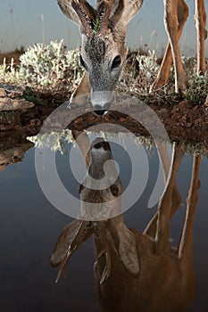 Roe Deer, Capreolus capreolus, drinking water with reflection