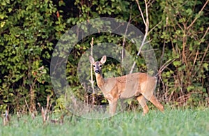 Roe-deer(Capreolus capreolus) family in summertime meadow