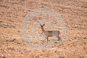 Roe deer, capreolus capreolus female during rut in warm sunny days in the grain