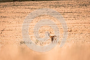 Roe deer, capreolus capreolus female during rut in warm sunny days in the grain