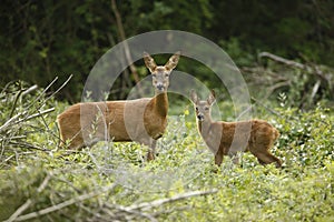 Roe deer, Capreolus capreolus