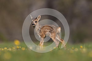 Roe Deer, capreolus capreolus, Foan with Flowers, Normandy