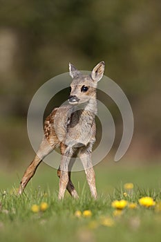 Roe Deer, capreolus capreolus, Foan with Flowers, Normandy