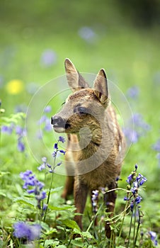 Roe Deer, capreolus capreolus, Foan with Flowers, Normandy