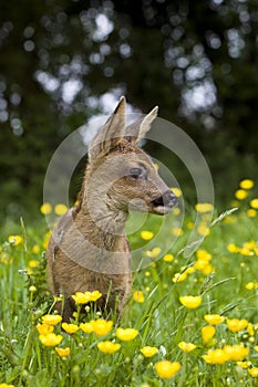 Roe Deer, capreolus capreolus, Foan with Flowers, Normandy