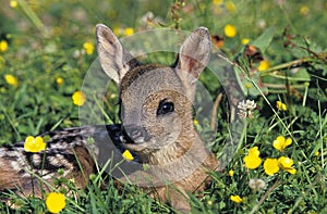 Roe Deer, capreolus capreolus, Foan laying on Flowers, Normandy