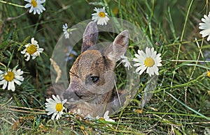 Roe Deer, capreolus capreolus, Foan laying on Flowers, Normandy