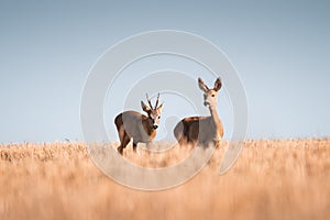 Roe deer, capreolus capreolus male and female during rut in warm sunny days