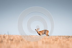 Roe deer, capreolus capreolus male during rut in warm sunny days in the grain