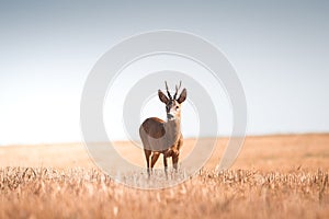 Roe deer, capreolus capreolus male during rut in warm sunny days in the grain