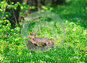 Roe Deer(Capreolus capreolus) male in spring