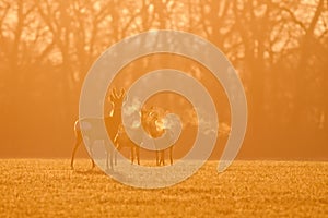 Roe deer, capreolus capreolus, morning backlight silhouette.