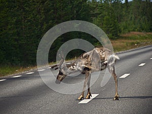 Roe deer Capreolus capreolus On the road