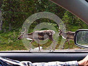 Roe deer Capreolus capreolus On the road