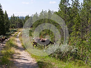 Roe deer Capreolus capreolus On the road