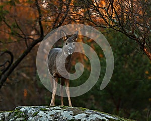 Roe deer, Capreolus capreolus on a rock cliff during autumn