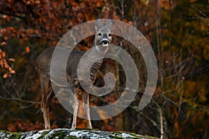 Roe deer, Capreolus capreolus on a rock cliff during autumn