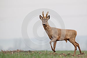 Roe deer, capreolus capreolus, single male on grass