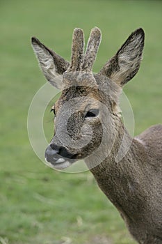 Roe deer, Capreolus capreolus