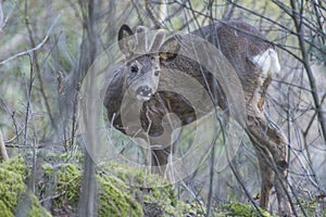 Roe deer (Capreolus capreolus) photo