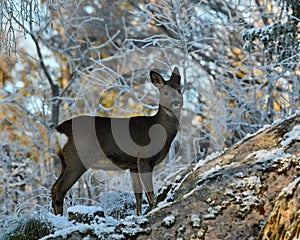 Roe deer, Capreolus capreolus in the snow during winter