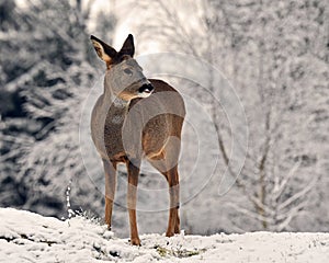 Roe deer, Capreolus capreolus in the snow during winter whid snow