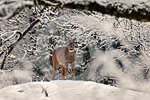 Roe deer, Capreolus capreolus in the snow during winter whid snow