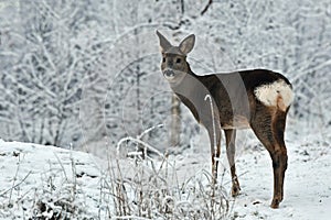 Roe deer, Capreolus capreolus in the snow during winter whid snow