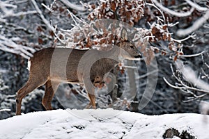 Roe deer, Capreolus capreolus in the snow during winter whid snow