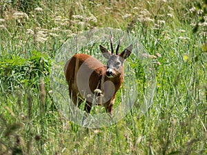 Roe deer (Capreolus capreolus) standing in meadow in long grass in summer