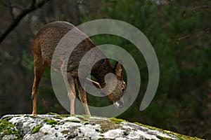Roe deer, Capreolus capreolus stands on a cliff and scratches it