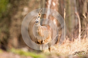 Srnčia zver, Capreolus, capreolus stojí na horskej lúke. V pozadí je borovicový les.