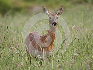 Roe Deer Capreolus capreolus in tall grass