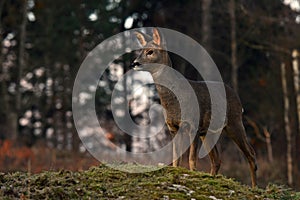 Roe deer, Capreolus capreolus in a warm morning light