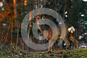 Roe deer, Capreolus capreolus in a warm morning light