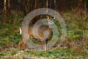 Roe deer, Capreolus capreolus on on a woodland during autumn