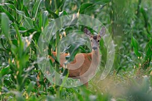 Roe deer (capreolus capreolus) in corn field