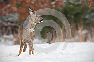 Roe deer, capreolus capreolus, in deep snow in winter.