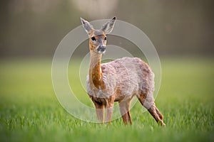 Srnec, capreolus capreolus, laň samice na jaře stojící na louce.