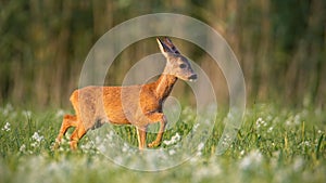 Roe deer fawn walking on a meadow with wildflowers