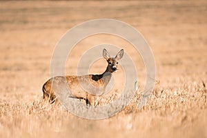 Roe deer, capreolus capreolus female during rut in warm sunny days in the grain