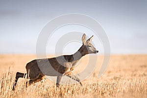 Roe deer, capreolus capreolus female during rut in warm sunny days in the grain