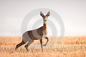 Roe deer, capreolus capreolus female during rut in warm sunny days in the grain