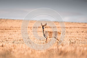 Roe deer, capreolus capreolus female during rut in warm sunny days in the grain