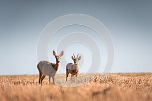 Roe deer, capreolus capreolus male and female during rut in warm sunny days